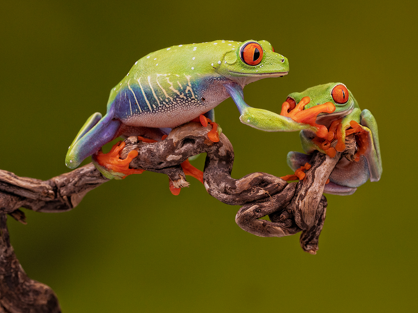 Robert Millin (England) Red Eyed Green Tree Frogs Push